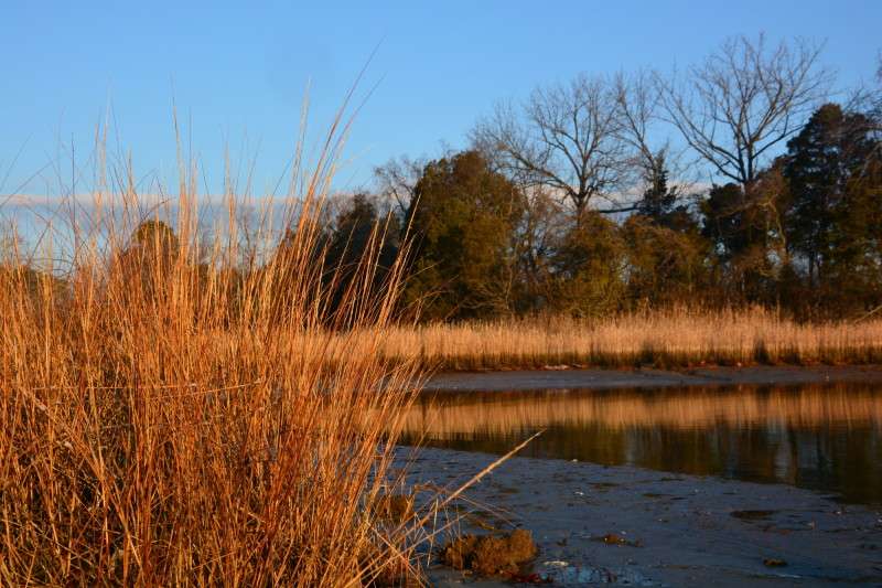 Living Shoreline by Bryan and Sons