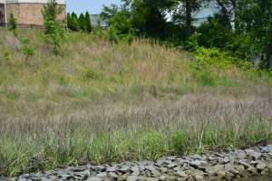 Shoreline protection