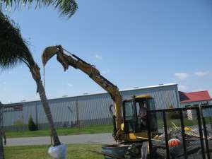 Palm Tree Planting @ Aqua Pools
