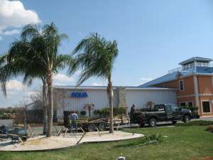 Palm Tree Planting @ Aqua Pools